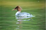 Eurasian Goosander (Mergus merganser) or Common Merganser female swimming in the water, Bavaria, Germany