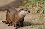 European otter (Lutra lutra) at riverside, Bavaria, Germany