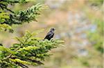 Carrion Crow (Corvus corone) perched on a tree branch, Bavaria, Germany