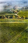 Aerial view of vineyard in wine country near Pokolbin, Hunter Valley, New South Wales, Australia