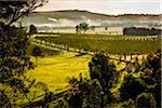 Overview of a vineyard in wine country near Pokolbin, Hunter Valley, New South Wales, Australia
