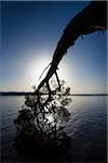 Silhouette od Tree Bending Towards Water, Mallacoota, Victoria, Australia