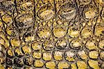 Africa, Botswana,Chobe National Park, Close up of crocodile skin