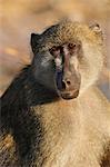 Papio cynocephalus ursinus, Baboon, Chobe National Park, Botswana, Africa