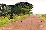 South America, Brazil, Mato Grosso do Sul, A Greater Rhea with chicks walking along a dirt road in the Southern Pantanal