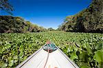 South America, Brazil, Mato Grosso, Pantanal, a boat ploughing through water hyacinth on a river in the Parque Estadual Encontro das Aguas