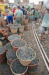 South America, Brazil, Para, Amazon, baskets of acai berries at the morning acai market in Belem, which takes place outside the Ver o Peso market, on the waterfront of Guajara Bay