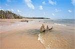 South America, Brazil, Para, Amazon, a lonely river beach backed by Amazon rainforest near Soure on Marajo island