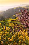 China, Yunnan, Luoping. Peach trees and mustard plants in blossom, at dawn.