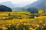 China, Yunnan, Luoping. Mustard fields in bloom at Luoping.