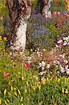 China, Yunnan, Xinping. Flowers in Mount Ailaoshan Nature Reserve near Xinping.