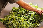 China, Yunnan, Jinghong. 'Frying' tea leaves to prevent fermentation, in a village near Jinghong.