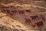 Chad, Taore Koaole, Ennedi, Sahara. Bichrome paintings of cattle and two human figures decorate the sandstone wall of a cave.