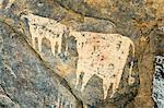 Chad, Wadi Archei, Ennedi, Sahara.  An ancient painting of two white bulls on the wall of a cave.