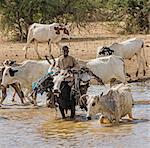 Chad, Mongo, Guera, Sahel.  A Chadian Arab Nomad youth, kid in hand, rides on an ox carrying the structure of a house.