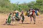 Chad, Mongo, Guera, Sahel. Chadian Arab Nomad women adjust the load on a donkey before resuming their journey to fresh pasture.