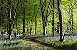 UK, Wiltshire. A footpath leads through the beautiful bluebell woods near Marlborough.