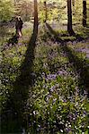 UK, Wiltshire. Two women walk through the bluebell woods in Wiltshire.