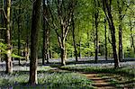 UK, Wiltshire. A woman walks with her two dogs through the bluebell woods.