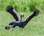The magnificent Black-crowned Crane is only found in Eastern Africa in the far north of Kenya and Uganda, and Southern Ethiopia.