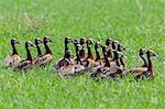 A flock of White-faced Whistling-Duck on the banks of the Omo River, Ethiopia