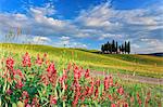 Italy, Tuscany, Siena district, Orcia Valley, Cypress on the hill near San Quirico dOrcia