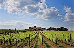 Italy, Umbria, Perugia district, Montefalco. Cantine aperte in Caprai winery