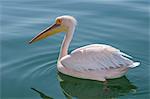 Africa, Namibia, Walvis Bay, Pelican in the harbour