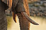 Elephant at waterhole, Etosha National parrk, Namibia, Africa