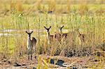 Africa, Namibia, Caprivi, Curious deer in the Bwa Bwata National Park