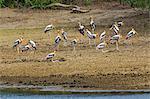 A flock of attractive Painted storks in Yala National Park.  This large park and the adjoining nature reserve of dry woodland is one of Sri Lanka s most popular wildlife destinations.