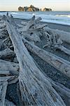 Deiftwood at Rialto Beach, Olympic National Park, Clallam County, Washington, USA