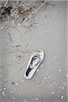 Single Lost Shoe on Beach