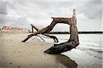 TWISTED TRUNK OF TREE ON THE BEACH IN WINTER, OSTIA LIDO, ROME,  ITALY