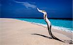 Twisted Driftwood on Tropical Beach with Turquoise Water, Maldives, Indian Ocean