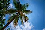 Low Angle View of Palm Tree Fronds Backlit by Sun, Maldives