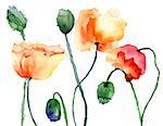 Colorful Poppy flowers, watercolor illustration