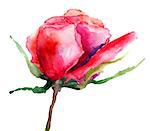 Rose flower, watercolor illustration