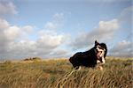 A border collie walking in long grass