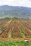 Landscape with vineyards mountains at background