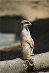 Meerkat or suricate, Suricata suricatta, small mammal belonging to the mongoose family, sitting on the tree