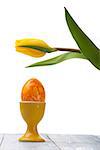 yellow tulip and egg