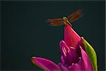 Dragonfly perched on top of pink lotus dark background