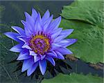 Blue lotus petals and purple pollen and green leave