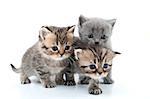 isolated studio portrait of  kittens walking together