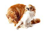 portrait of a purebred  maine coon cat and chihuahua on a white background