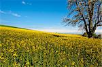 Solitary Flowering Tree Surrounded by Sloping Meadows, Switzerland