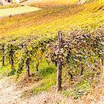 Piemonte Region, Italy: vineyard during autumn season