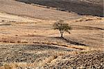 one lonely tree on hills in Andalucia, Spain