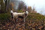 two big white dogs on forest  path in fog during autumn